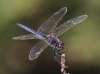 J17_1510 Selysiothemis nigra male